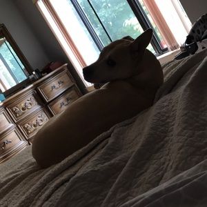 Meet your Posher, Toby